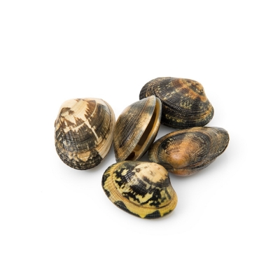 Fresh Clams (Approx. 1kg)