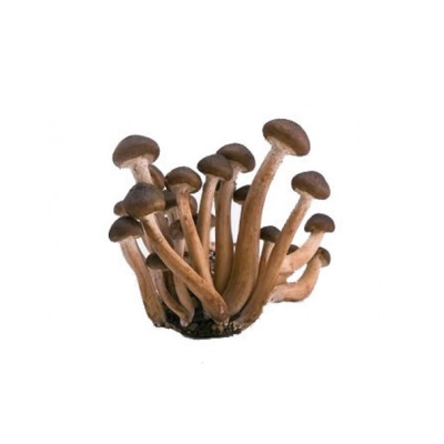 Fresh Pioppini Mushrooms (box approx. 250g)